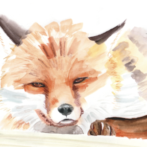 Renard roux