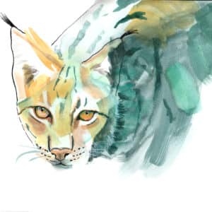 Lynx